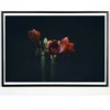 Best Applicata - Plakat - Dark red - Fotoplakat - 30x40 cm
