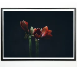 Best Applicata - Plakat - Dark red - Fotoplakat - 30x40 cm