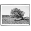 Sale Applicata - Plakat - Windy tree - Sort/Hvid - 30x40 cm