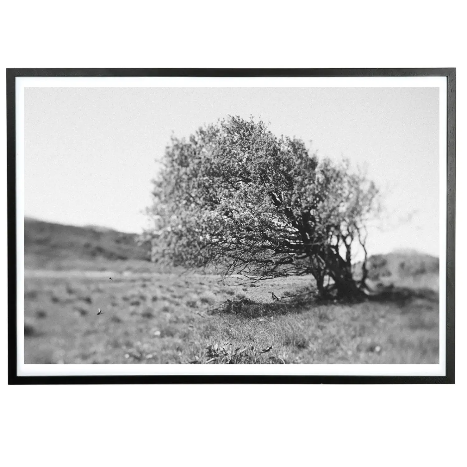 Sale Applicata - Plakat - Windy tree - Sort/Hvid - 30x40 cm