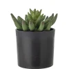 Bloomingville - Echeveria Kunstig Plante - Grøn, Plastik