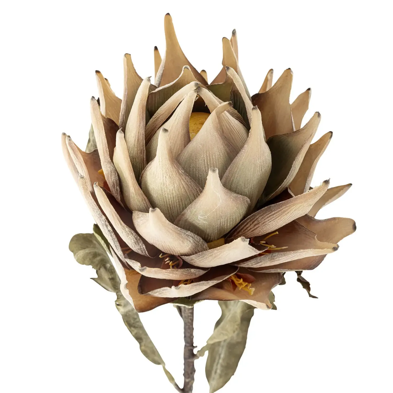 Clearance Bloomingville - Protea Kunstig stilk - Natur