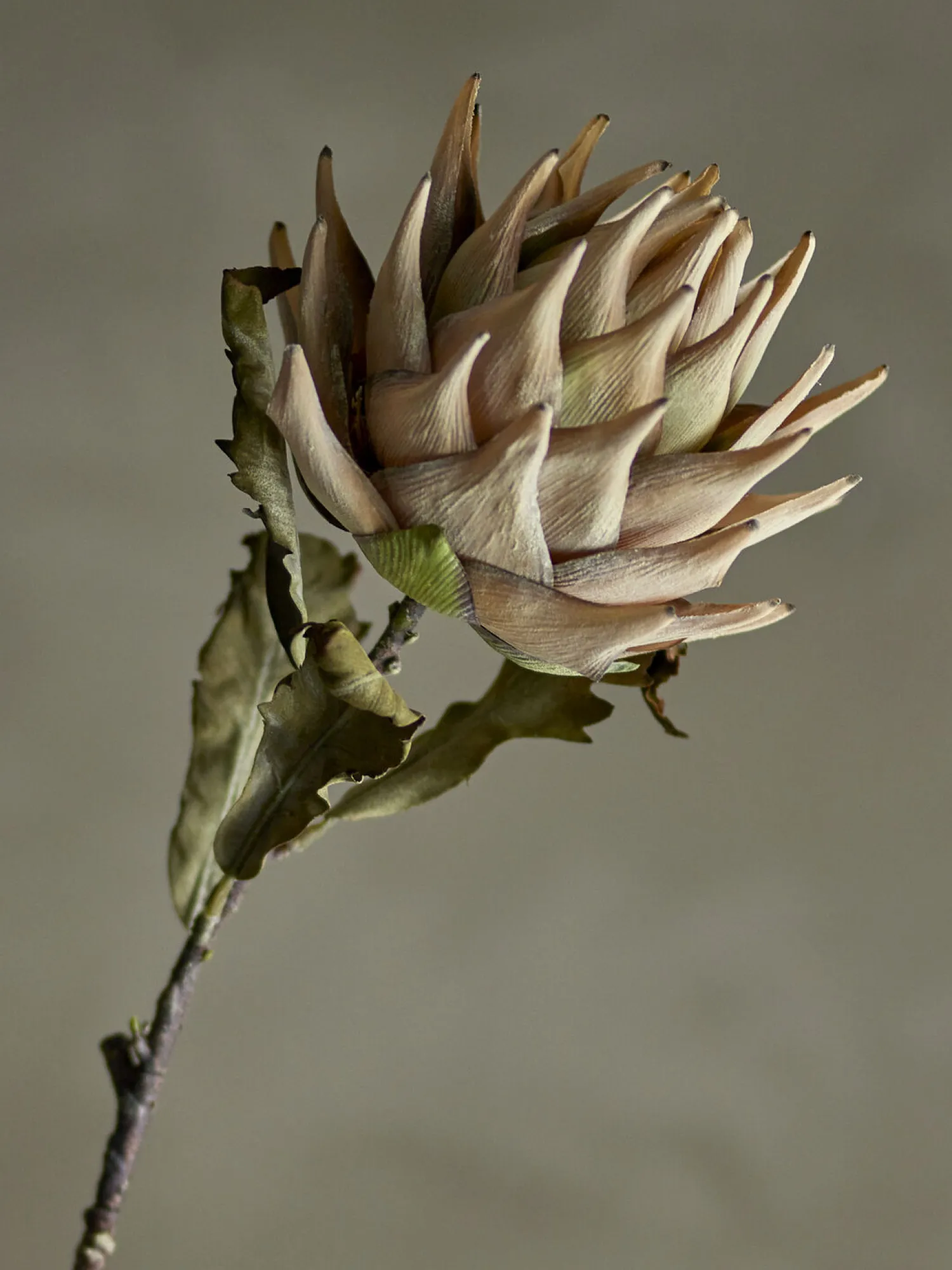 Clearance Bloomingville - Protea Kunstig stilk - Natur