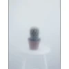 Clearance Kristina Dam - Ball Cactus II - poster 50x70 cm