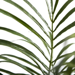 Online Lene Bjerre - Flora kentia palme H185 cm. grøn