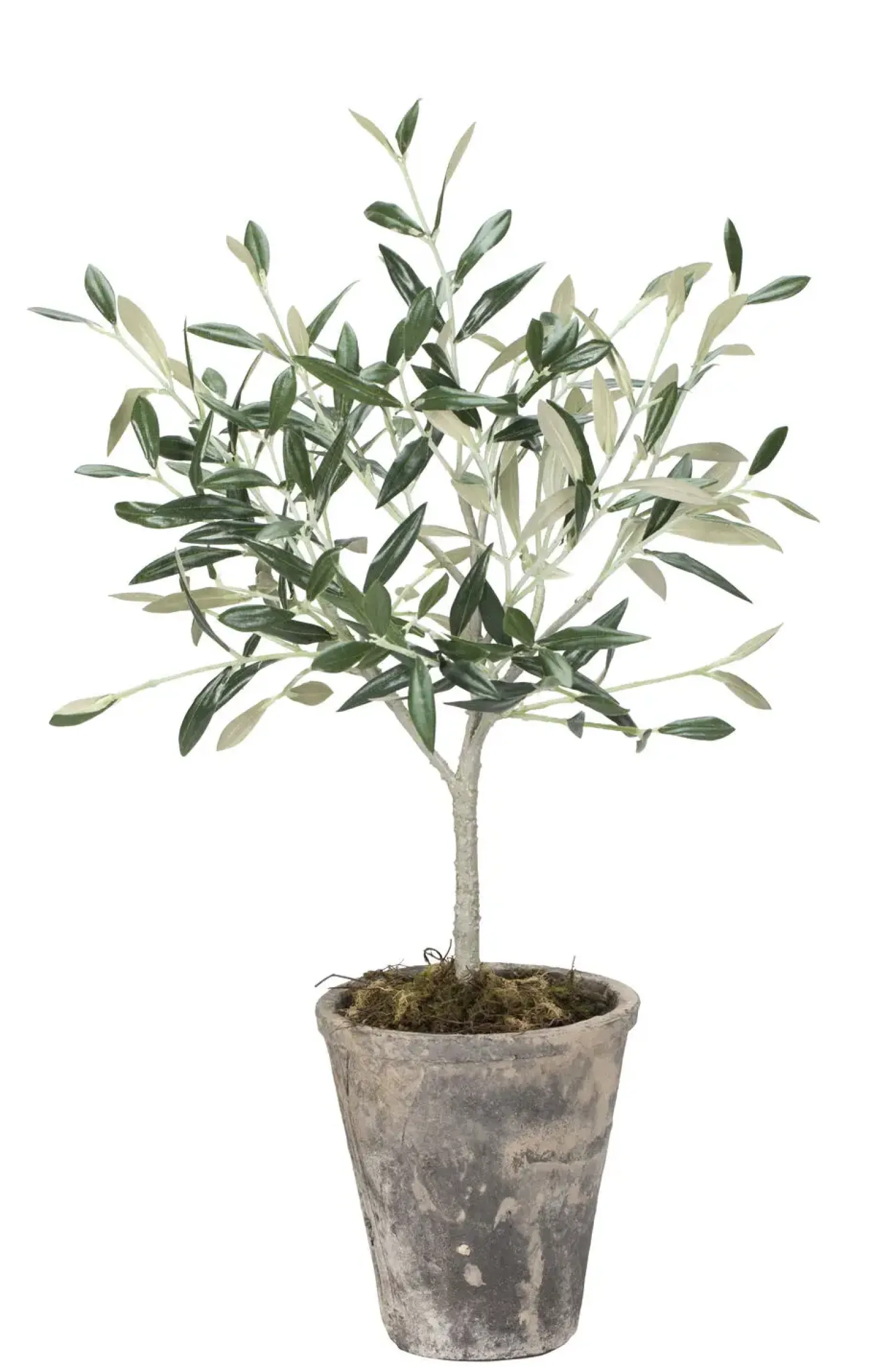 Best Lene Bjerre - Oliventræ Flora - 44 cm.