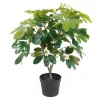 Clearance Present time - Artificial plant Shefflera green