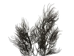 Online Present time - Artificial plant Asparagus Fern Stem black