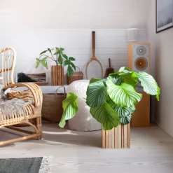 Clearance Squarely Copenhagen - Plantekasse - GrowON - Ask Natur