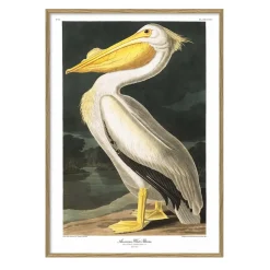 New The Dybdahl - Plakat 30x40 cm. - American White Pelican - Papir