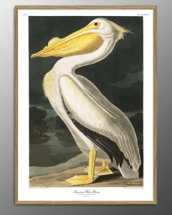 New The Dybdahl - Plakat 30x40 cm. - American White Pelican - Papir