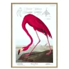The Dybdahl - Plakat 30x40 cm. - American Flamingo - Papir
