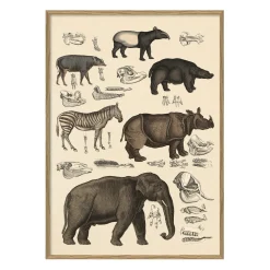 Discount The Dybdahl - Plakat 30x40 cm. - Animalia #5101 - Papir