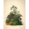 Sale The Dybdahl - Plakat 50x70 cm - Mauritia - Papir