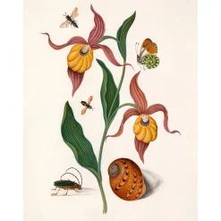 Clearance The Dybdahl - Plakat 50x70 cm - Orange Lillies, Insects & a Shell - Papir