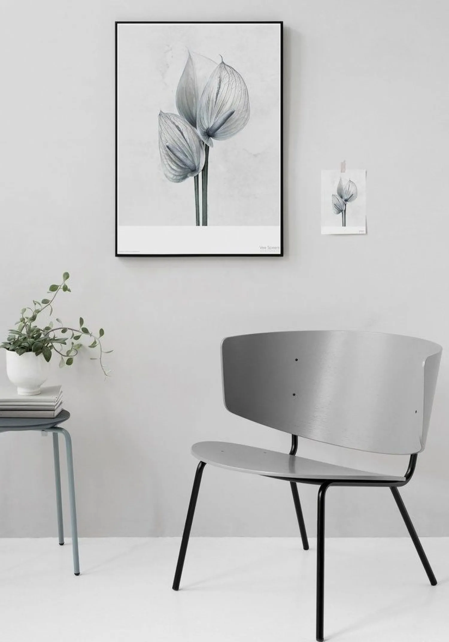 Sale VISSEVASSE - Plakat Botanica Anthurium Andraeanum - (50x70 cm)