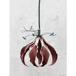 Best VISSEVASSE plakat - Botanica Gloriosa Superba 50x70