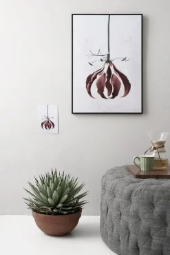 Best VISSEVASSE plakat - Botanica Gloriosa Superba 50x70