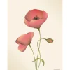 Clearance VISSEVASSE - Valmue plakat, meringue - 50x70 cm