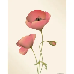 Clearance VISSEVASSE - Valmue plakat, meringue - 50x70 cm
